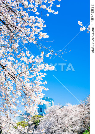 Cherry blossoms at Tokyo Chidorigafuchi Cherry blossoms at Tokyo Chidorigafuchi 49748958