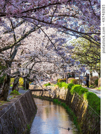 Kyoto's path of philosophy in spring Kyoto's path of philosophy in spring 49748985