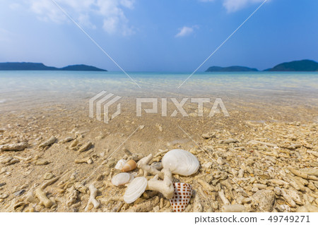 熱帶海灘度假村貝殼 熱帶海灘度假村貝殼 49749271