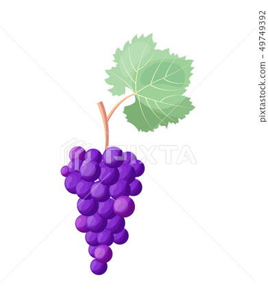 Wine Grapes Icon Vector Illustration on White 49749392