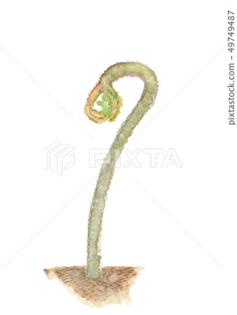 Warabi Warabi Bracken watercolor Wild vegetables 49749487