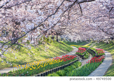 Egawa Serage Green Road Cherry Blossoms and Tulips Egawa Serage Green Road Cherry Blossoms and Tulips 49749500