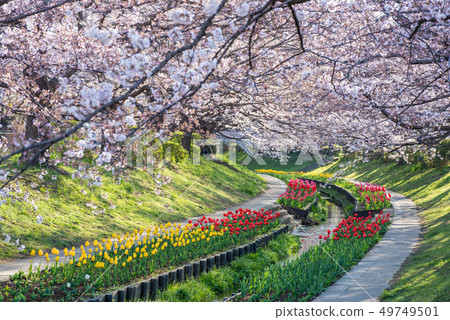 Egawa Serage Green Road Cherry Blossoms and Tulips Egawa Serage Green Road Cherry Blossoms and Tulips 49749501