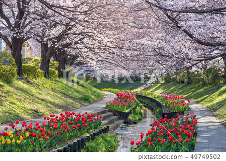 Egawa Serage Green Road Cherry Blossoms and Tulips 49749502