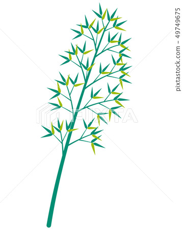 竹草 竹草 49749675