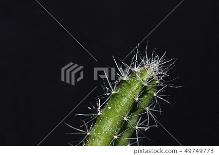 Drops of water on the cactus Drops of water on the cactus 49749773