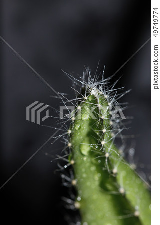 Drops of water on the cactus Drops of water on the cactus 49749774
