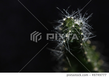 Drops of water on the cactus Drops of water on the cactus 49749777