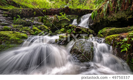 A Small Waterfall in the Rain Forest, Northern A Small Waterfall in the Rain Forest, Northern 49750337