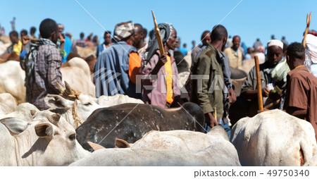 africa in the animal market lots od cow africa in the animal market lots od cow 49750340