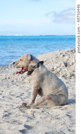 dog resting near the ocean 49750446