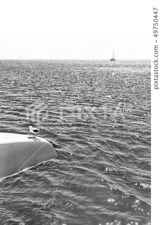 catamaran deck lots of free seagull near the sea 49750447