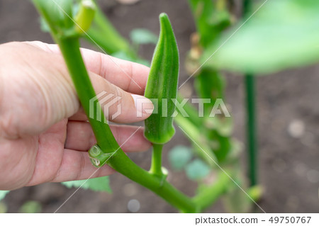 Okra (October) kitchen garden 49750767