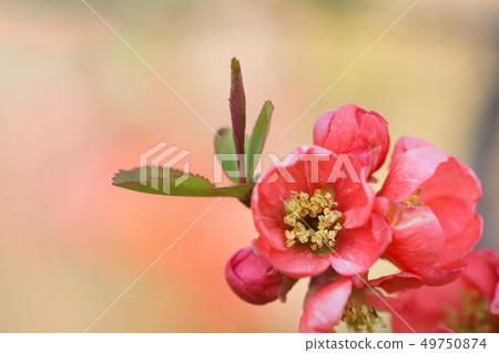 花弄皺了 49750874