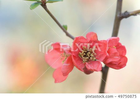 花弄皺了 花弄皺了 49750875