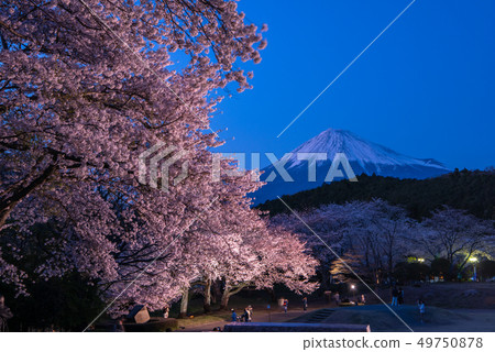Iwamotoyama公園夜櫻花盛開點亮 49750878