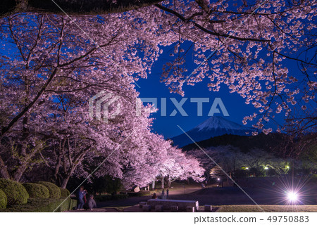 Iwamotoyama公園夜櫻花盛開點亮 Iwamotoyama公園夜櫻花盛開點亮 49750883