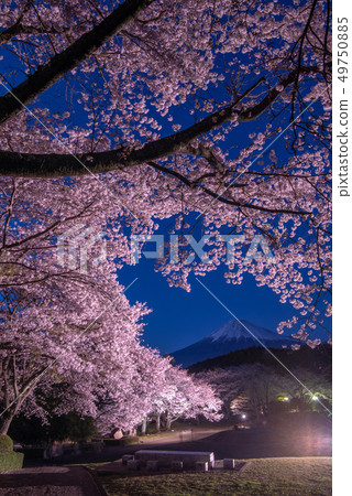 Iwamotoyama公園夜櫻花盛開點亮 49750885