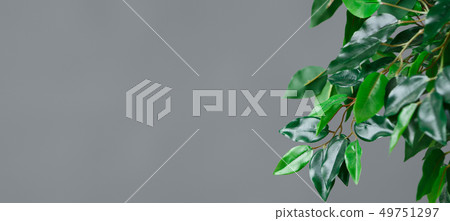 Botanical life concept Botanical life concept 49751297
