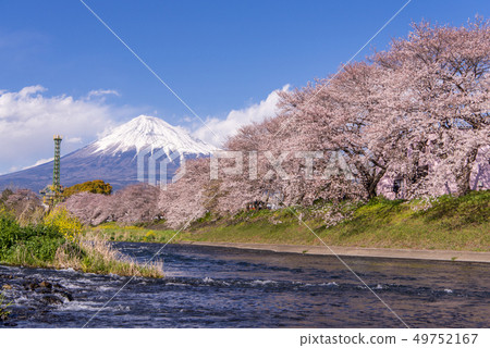 Cherry blossoms of Ryuukiguchi and Mount Fuji Cherry blossoms of Ryuukiguchi and Mount Fuji 49752167