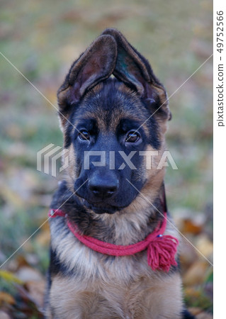 German shepherd dog puppy is looking at the camera German shepherd dog puppy is looking at the camera 49752566