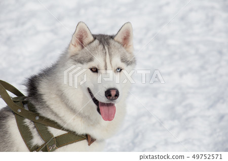 Siberian husky with different eyes. Heterochromia. 49752571