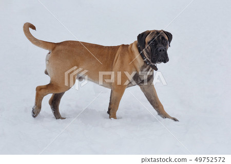 Cute bullmastiff puppy is walking on a white snow. Cute bullmastiff puppy is walking on a white snow. 49752572