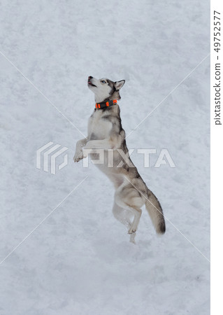 Siberian husky bounces over a piece of feed. Siberian husky bounces over a piece of feed. 49752577