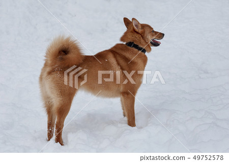 Cute red shiba inu is standing on the white snow. 49752578