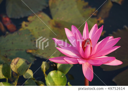 pink lotus flower pink lotus flower 49752614
