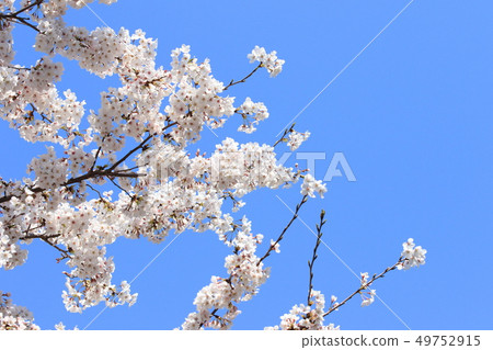 Oon Spring Otonashi River water park cherry blossoms Oon Spring Otonashi River water park cherry blossoms 49752915