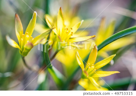 Close up young yellow Gagea flowers in flowerbed 49753315