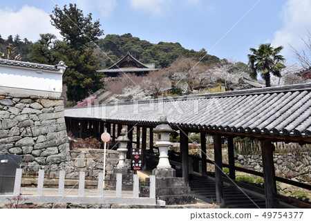 Spring Hase-dera Temple Spring Hase-dera Temple 49754377