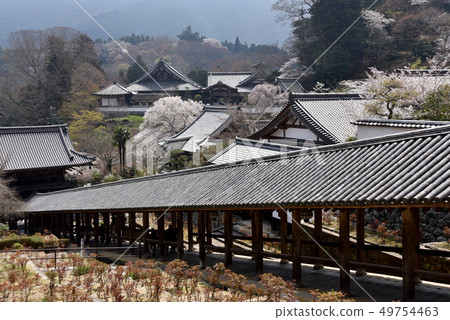 Spring Hase-dera Temple 49754463