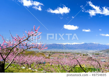 Momobata in the spring and the Southern Alps Momobata in the spring and the Southern Alps 49754695