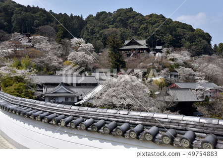 Hasegaji in spring 49754883