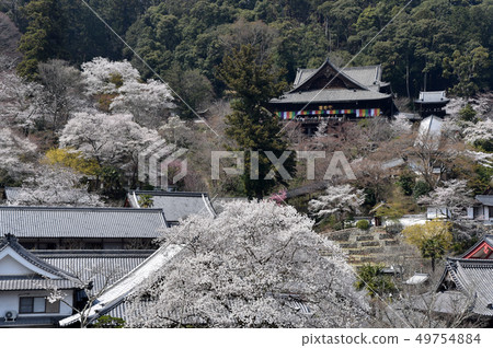 Hasegaji in spring 49754884