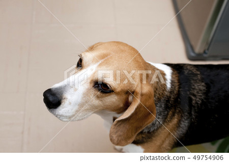 比格犬 比格犬 49754906