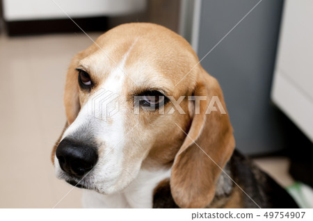 比格犬 比格犬 49754907