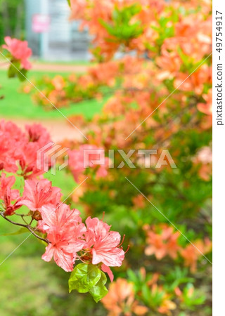 大和杜鵑花 大和杜鵑花 49754917