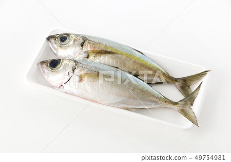 Horse mackerel, Toppak, Gachu 49754981