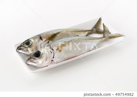 Horse mackerel, Toppak, Gachu 49754982