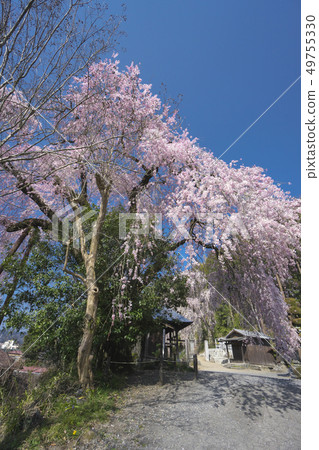 在Umejiwaji垂柳櫻花 在Umejiwaji垂柳櫻花 49755330