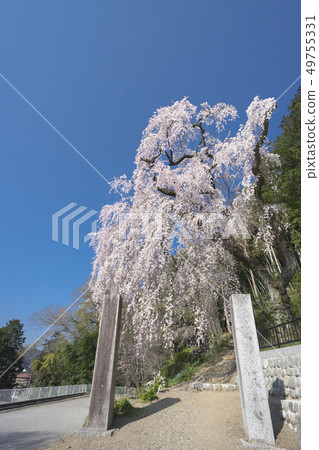 在Umejiwaji垂柳櫻花 在Umejiwaji垂柳櫻花 49755331