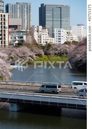 Cherry blossoms of capital high and Chidorigafuchi 49755375