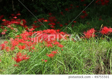 Community rainforest of Higanbana Community rainforest of Higanbana 49755501