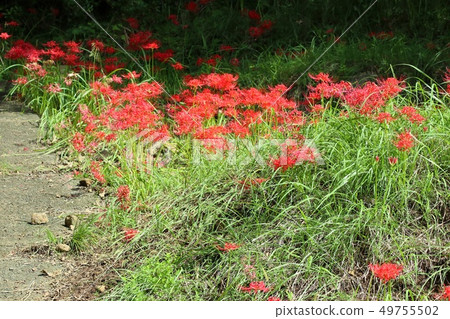 Community rainforest of Higanbana Community rainforest of Higanbana 49755502