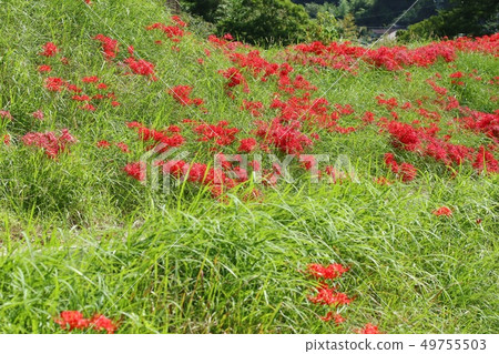 Community rainforest of Higanbana Community rainforest of Higanbana 49755503