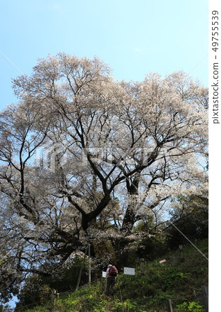 Oyama cherry tree 6018 Oyama cherry tree 6018 49755539