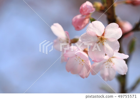 櫻花 49755571